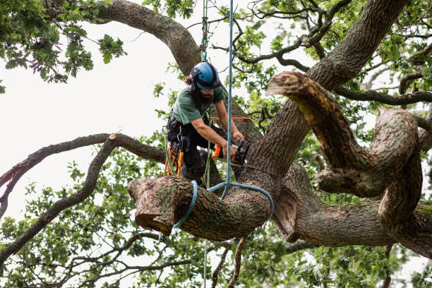 Leaf Removal in Mountain View, AR