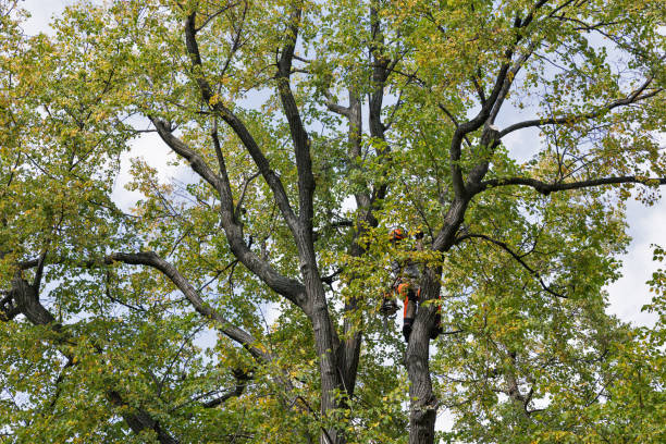 How Our Tree Care Process Works  in  Mountain View, AR